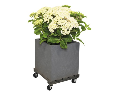 Grijs, vierkant plantenbak met hortensiabloemen en rollen