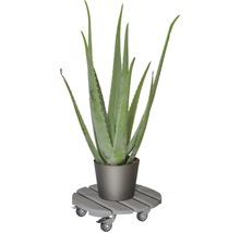 Aloë Vera plant in pot op plantenroller