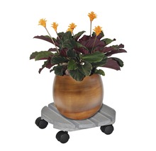 Bloeiende kamerplant in een pot op een plantenroller