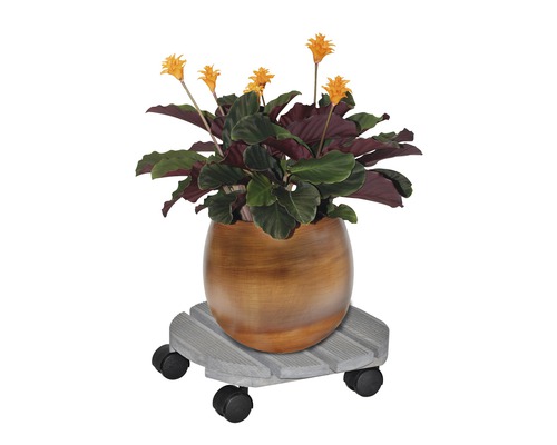 Bloeiende kamerplant in een pot op een plantenroller