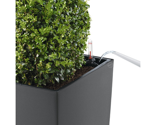 Een struik wordt water gegeven in een grijze plantenbak met waterniveau-indicator