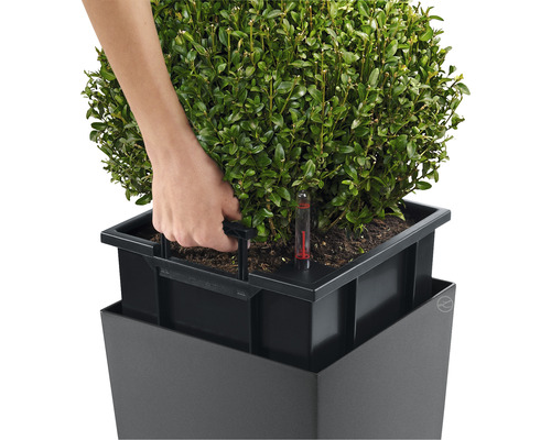 Plantenbak met irrigatiesysteem en niveau-indicator, beplant met buxus