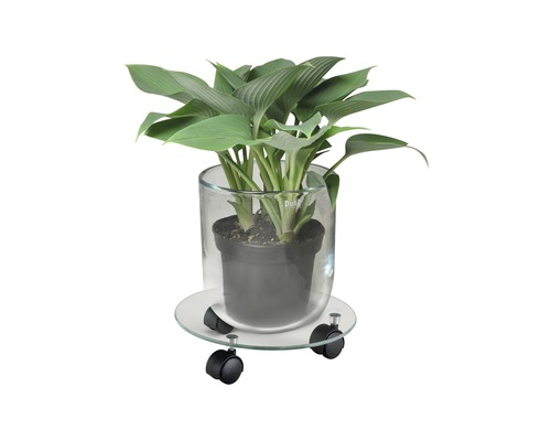 Plant in glazen vaas op een plantenroller