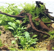 Close-up van een aquarium met planten, hout en stenen.