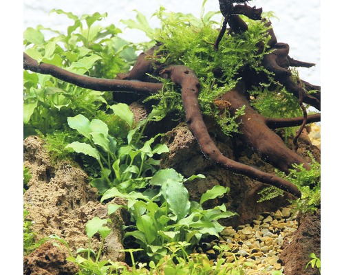 Close-up van een aquarium met planten, hout en stenen.
