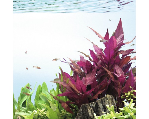 Aquarium met waterplanten en vissen