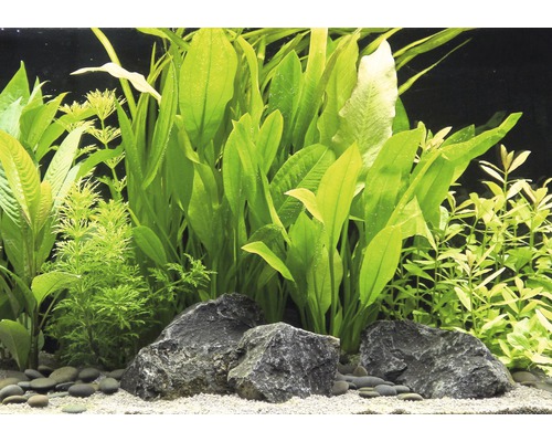 Aquariumplanten met stenen en zand