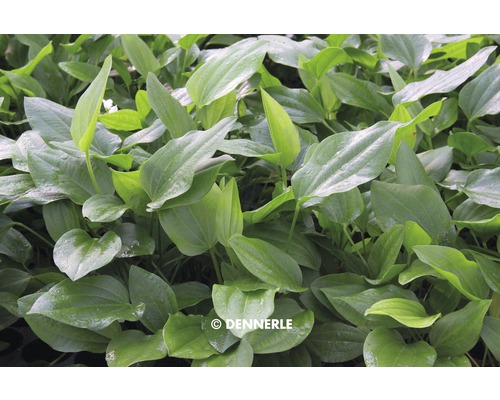 Plant met ovale bladeren voor aquaria