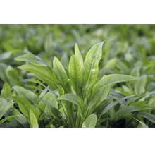 Detailopname van breedbladig pijlkruid