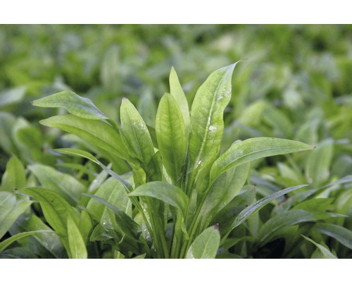 Detailopname van breedbladig pijlkruid