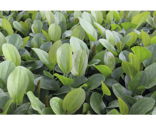 Close-up van bladeren van de waterweegbree