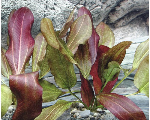 Aquariumplant met langwerpige bladeren