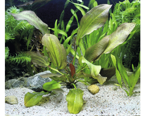 Aquarium met Echinodorus planten en zandbodem