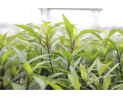 Close-up van zaailingen met groene bladeren.