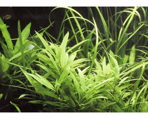 Aquariumplanten in detail