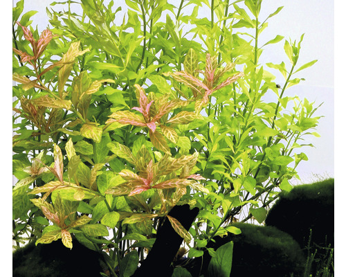 Detailopname van aquariumplanten