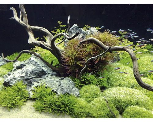 Aquarium met planten, wortelhout, stenen en vissen