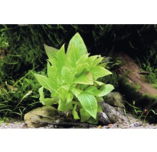 DENNERLE Stengelplant - Hygrophila Corymbosa Compact