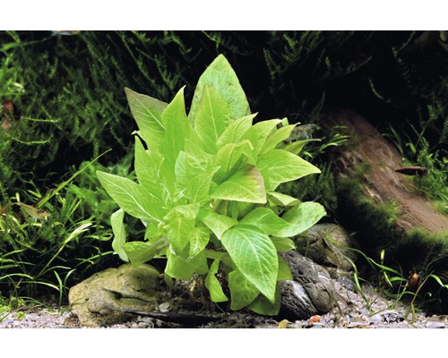 Aquariumplant met groene bladeren in aquarium
