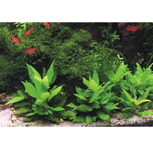 Aquariumplanten en vissen in een aquarium