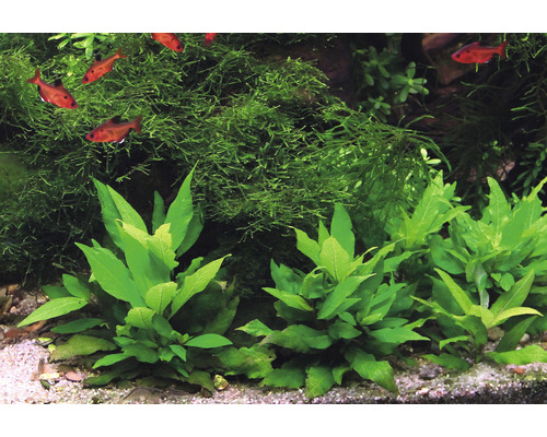 Aquariumplanten en vissen in een aquarium