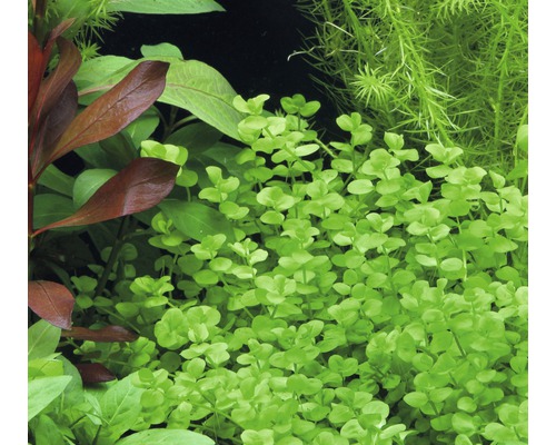 Close-up van aquariumplanten