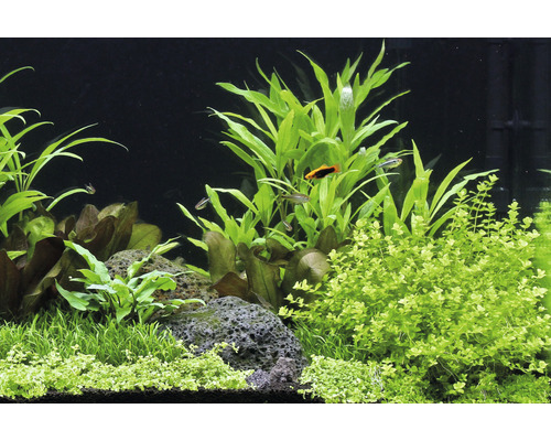 Aquarium met waterplanten en vissen