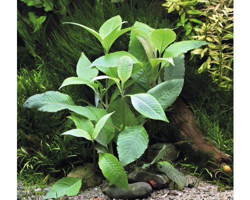 Aquariumplant met groene bladeren