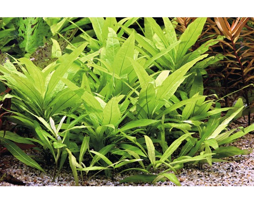 Groep smalbladige Javavarens in aquarium