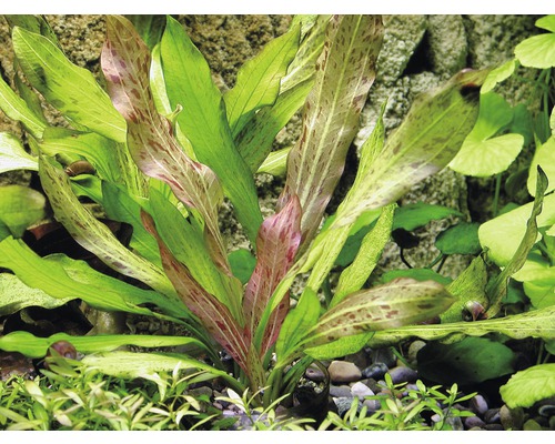 Aquariumplant Echinodorus bleheri in aquarium