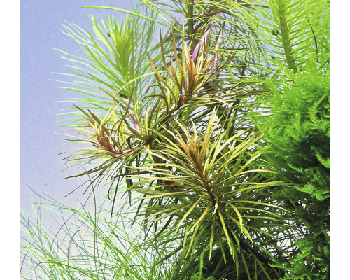 Close-up van aquariumplanten