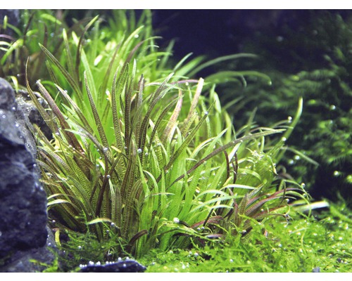 Aquariumplant met lange, smalle bladeren