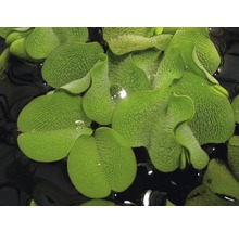 Close-up van mosselplanten in het water