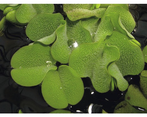 Close-up van mosselplanten in het water