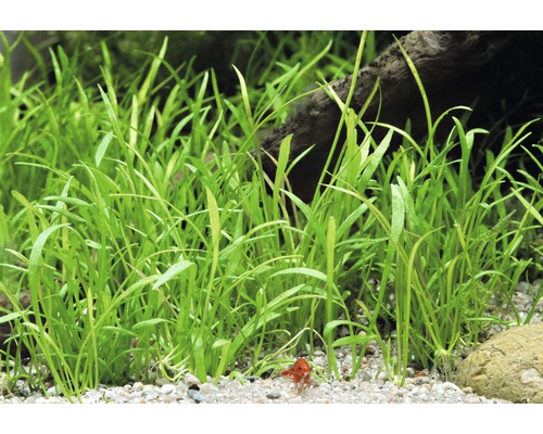 Dichte groep Vallisneria natans aquariumplanten in zandgrond