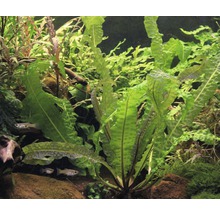 Aquarium met golvende waterplanten en vissen