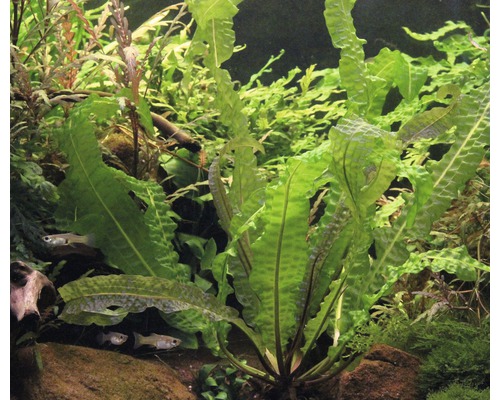 Aquarium met golvende waterplanten en vissen