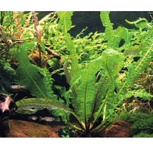 Aquarium met golvende waterplanten en vissen
