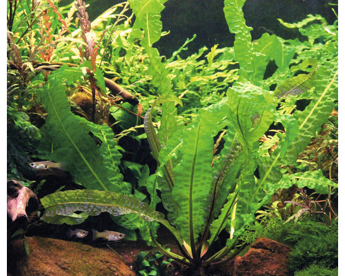Aquarium met golvende waterplanten en vissen