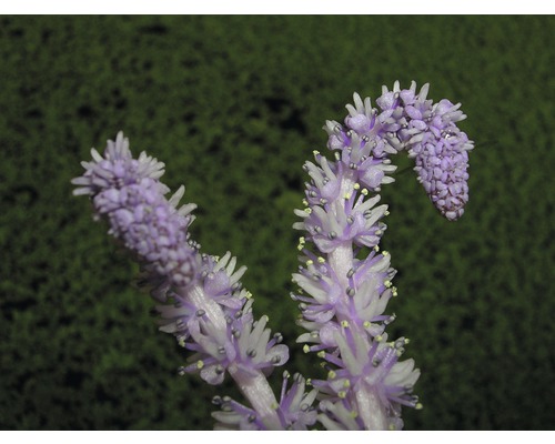 Close-up van een bloeiende plant