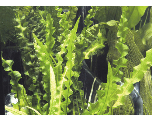 Close-up van golvende Java-varen voor een aquarium