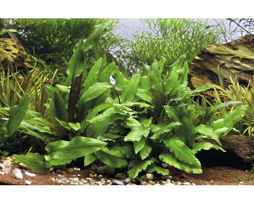Aquariumplant in aquarium