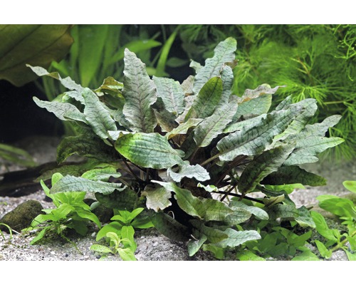 Aquariumplant met golvende bladeren