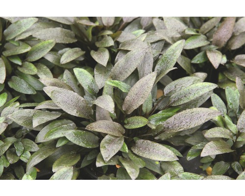 Aquariumplant met ovale bladeren