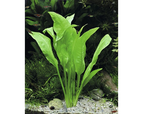 Aquariumplant met lange, groene bladeren in aquarium