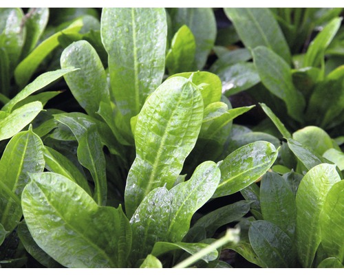 Close-up van de bladeren van een aquariumplant