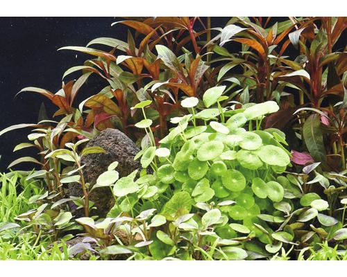 Aquarium met waterplanten en steen