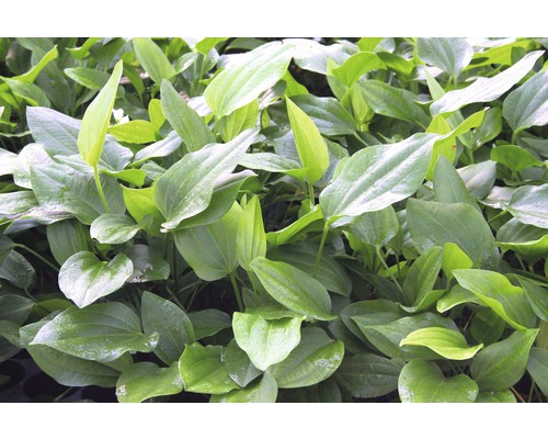 Groep kikkerlepelplanten met brede bladeren