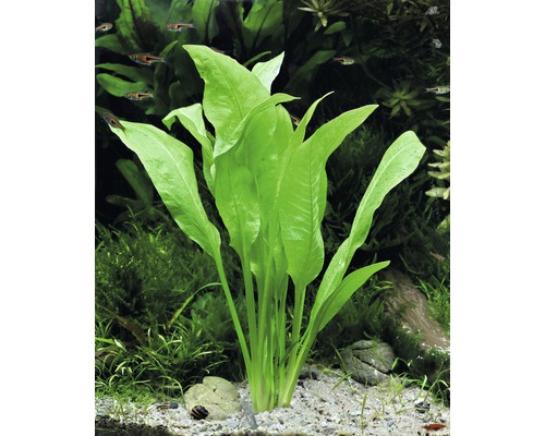 Plant in aquarium met lange, groene bladeren