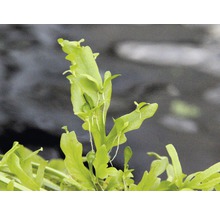 Indische waternavel plant voor aquaria